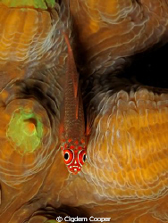 Trimma flavicaudatus by Cigdem Cooper 